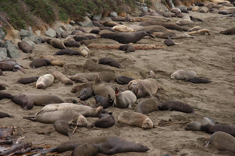 slo198.JPG - Elephant seals.    They were very active.