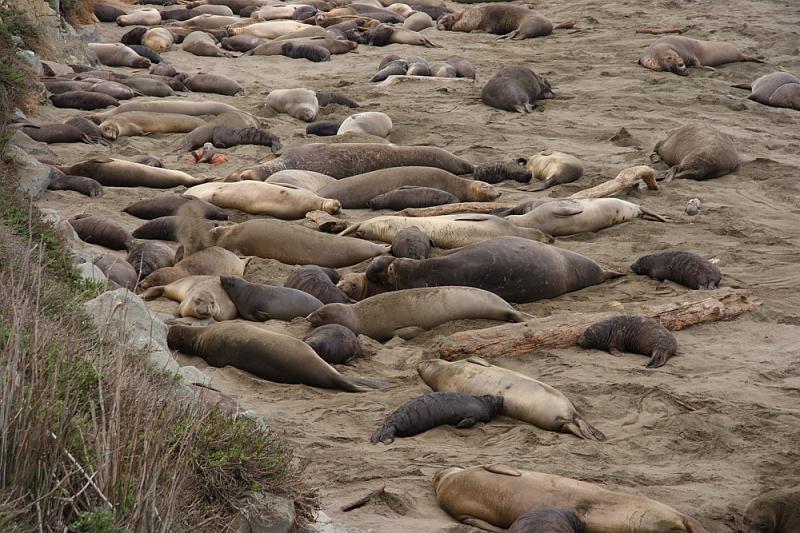 slo204.JPG - Elephant seals.