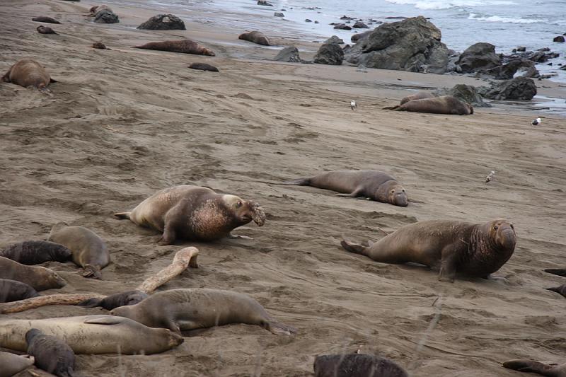 slo208.JPG - Elephant seals.