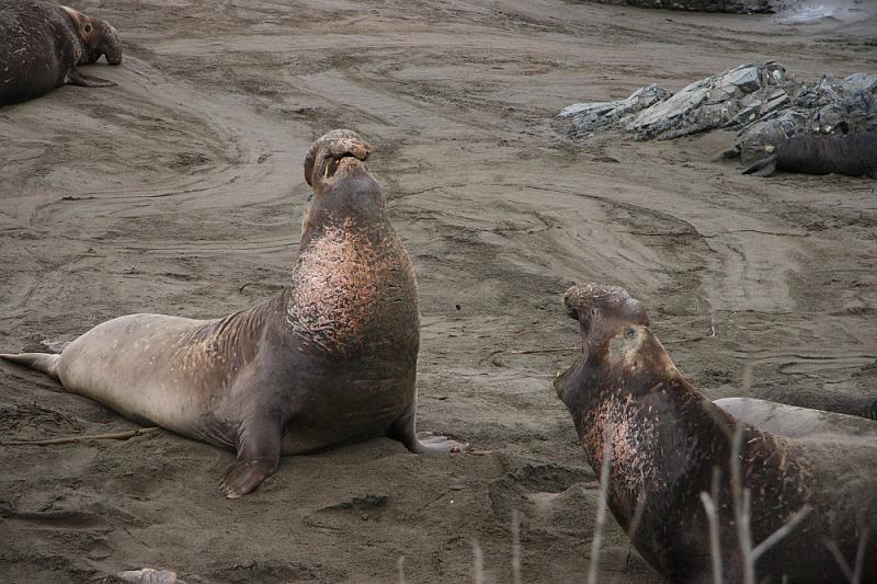 slo229.JPG - Elephant seals.