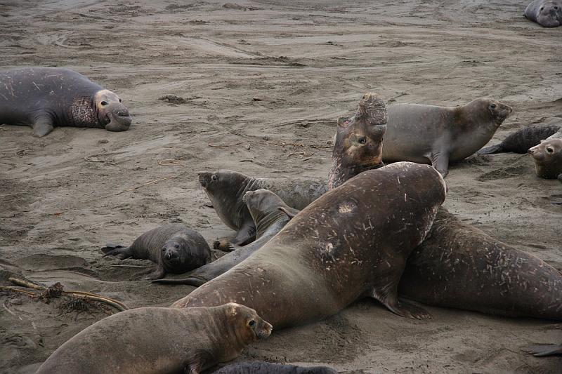 slo235.JPG - Elephant seals.