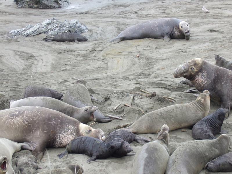 slo236.JPG - Elephant seals.