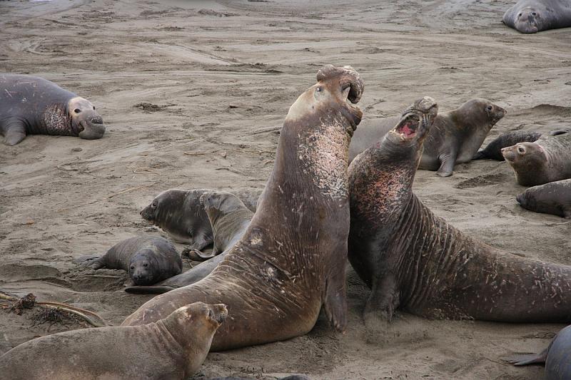 slo237.JPG - Elephant seals.