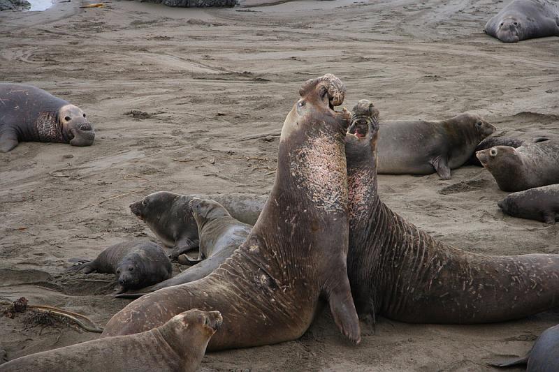 slo238.JPG - Elephant seals.