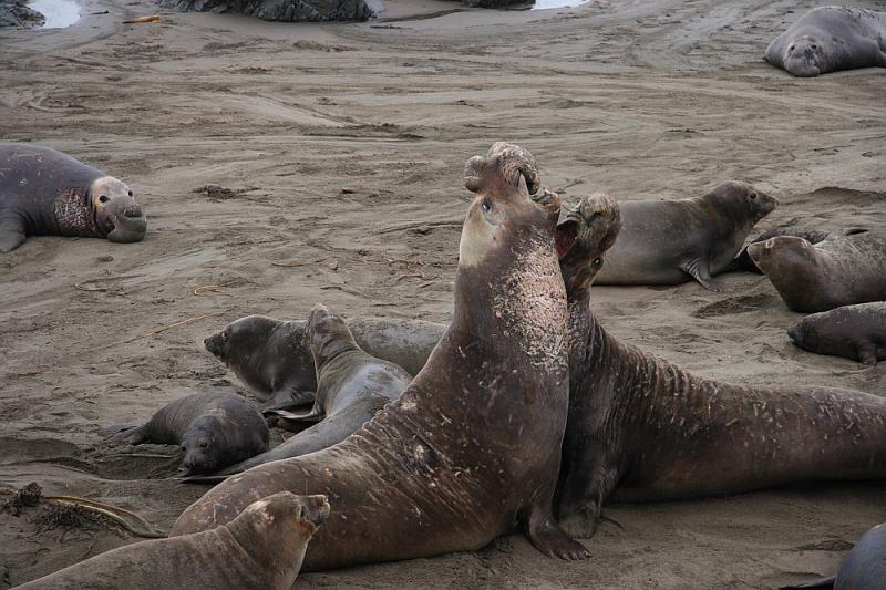 slo239.JPG - Elephant seals.