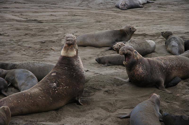 slo244.JPG - Elephant seals.