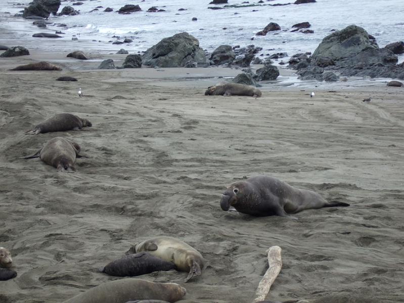 slo252.JPG - Elephant seals.