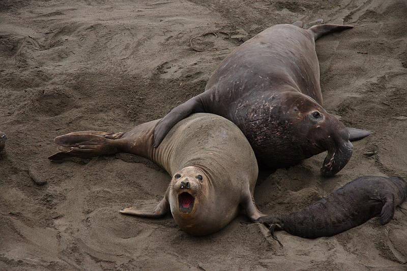 slo257.JPG - Elephant seals.