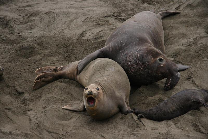 slo258.JPG - Elephant seals.