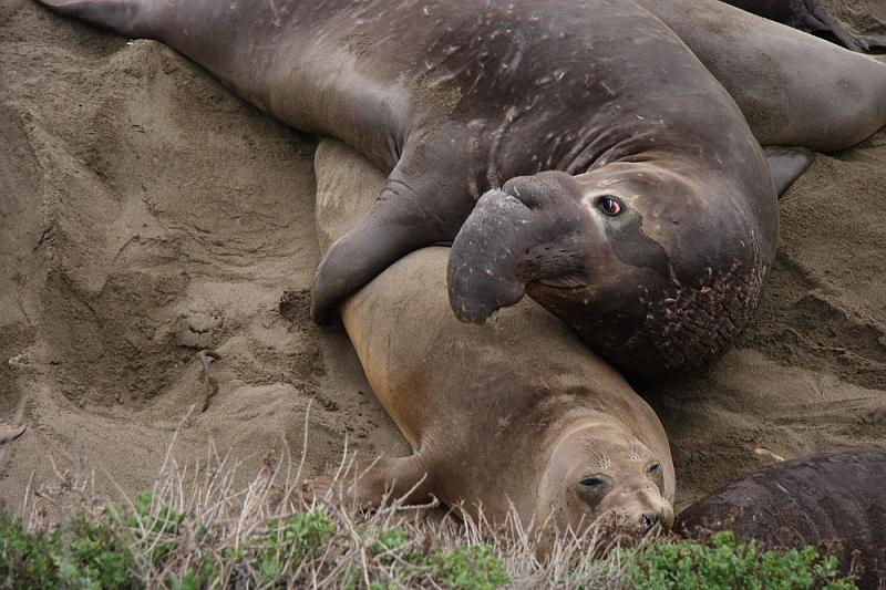 slo270.JPG - Elephant seals.