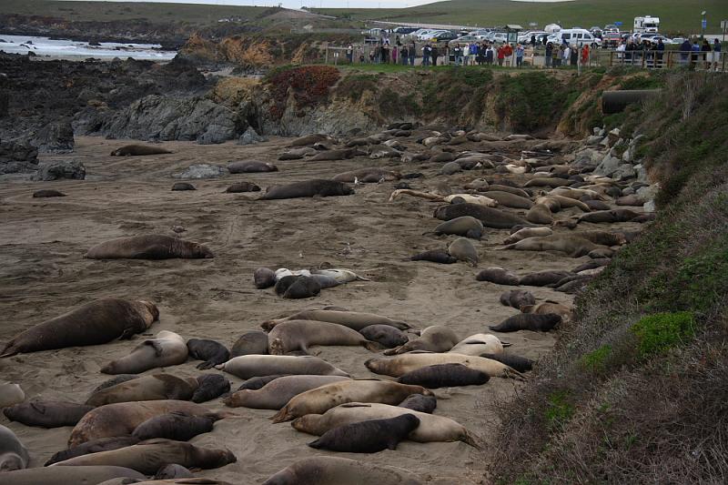 slo272.JPG - Elephant seals.