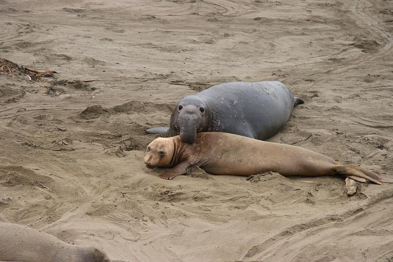 slo279.JPG - Elephant seals.