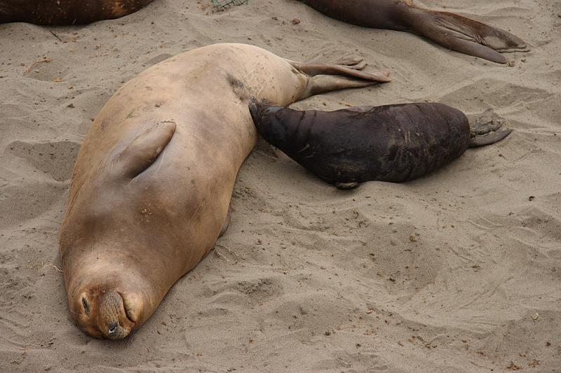 slo280.JPG - Elephant seals.    Lunch time.