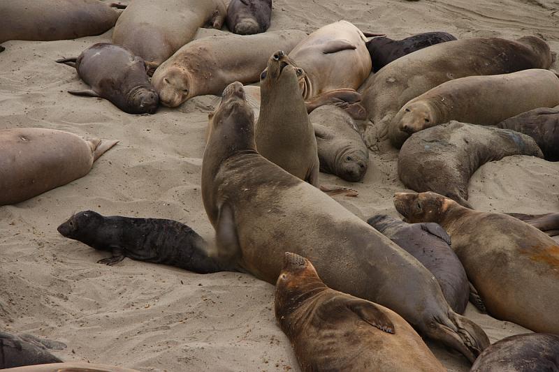 slo286.JPG - Elephant seals.