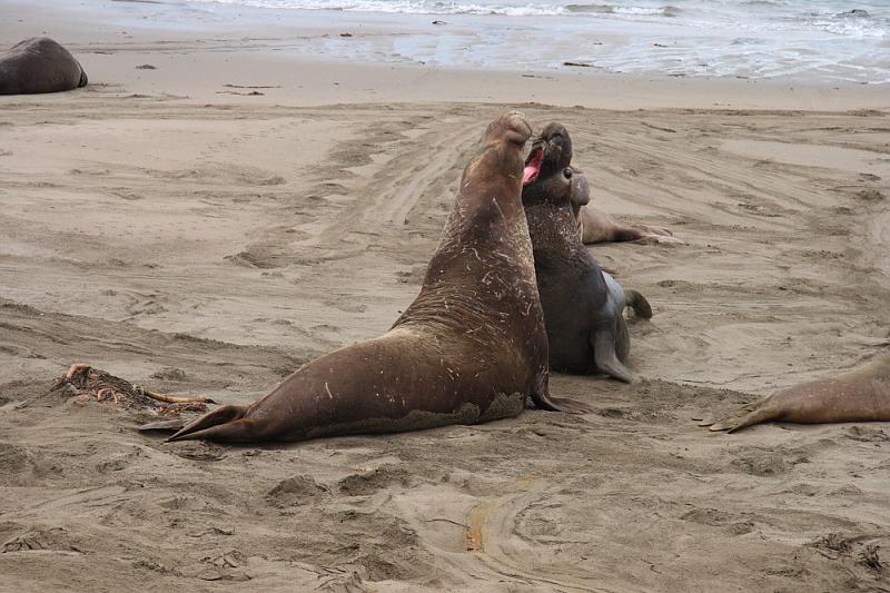 slo294.JPG - Elephant seals.