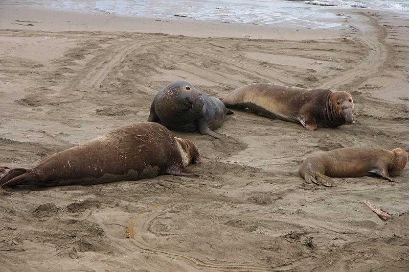 slo295.JPG - Elephant seals.