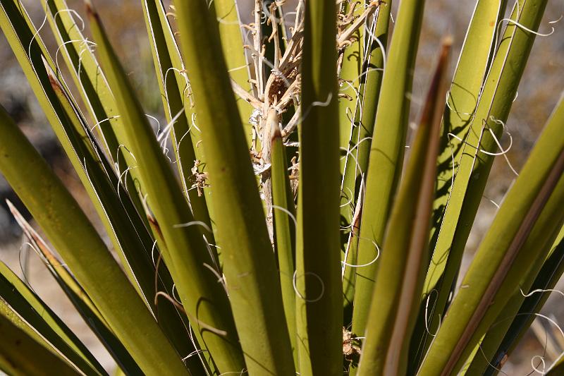 socal140.JPG - Anza-Borrego Desert State Park