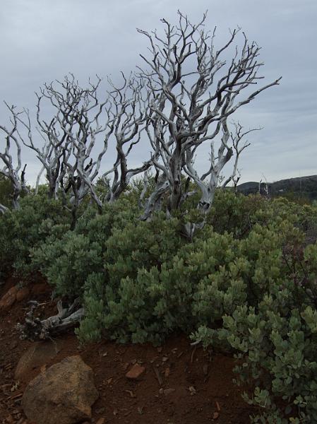 socal286.JPG - We're now at a nearby park, William Heise County Park in Julian.  The Canyon Oaks trail.