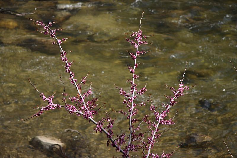 yosemite385.JPG - Spring is in the air.