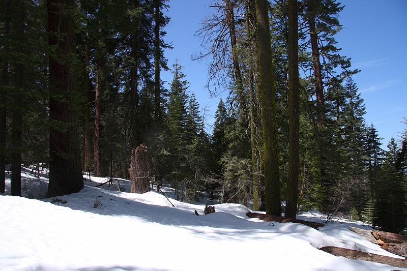 yosemite2010_228.JPG - Along the trail.