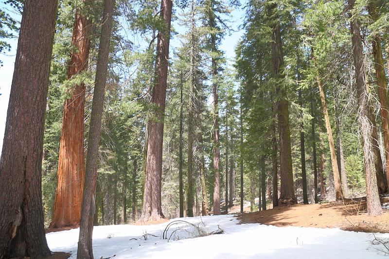 yosemite2010_254.JPG - Surrounded by the trees.