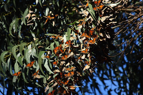 monarchs06_small.JPG