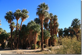 palmsprings025
