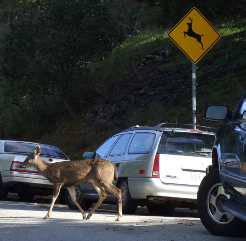 Deer Crossing